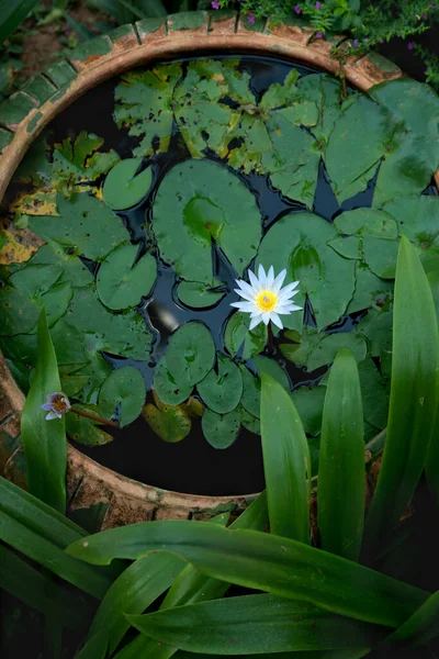 Lírio Água Bonito Nos Trópicos Jardinagem Decoração — Fotografia de Stock