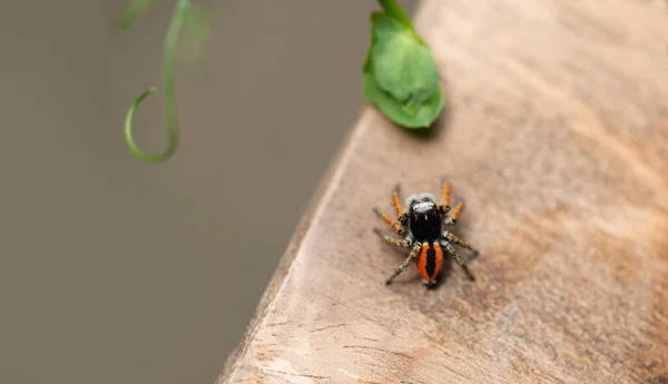 Close Uma Pequena Aranha Laranja Superfície Madeira Macro Foco Seletivo — Fotografia de Stock