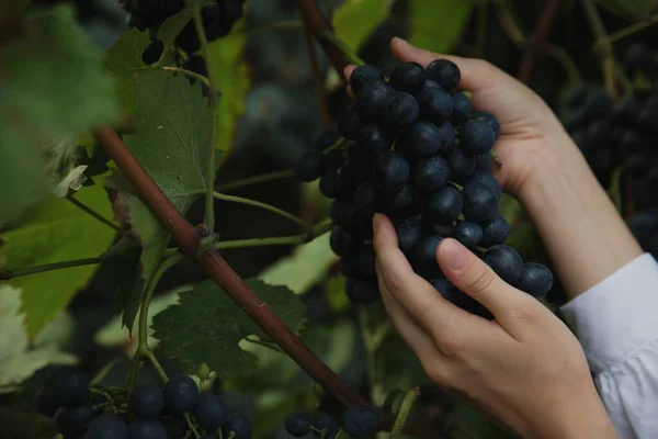 Tangan Wanita Mengoleksi Anggur Musim Panen Dan Pembuatan Anggur Fokus — Stok Foto