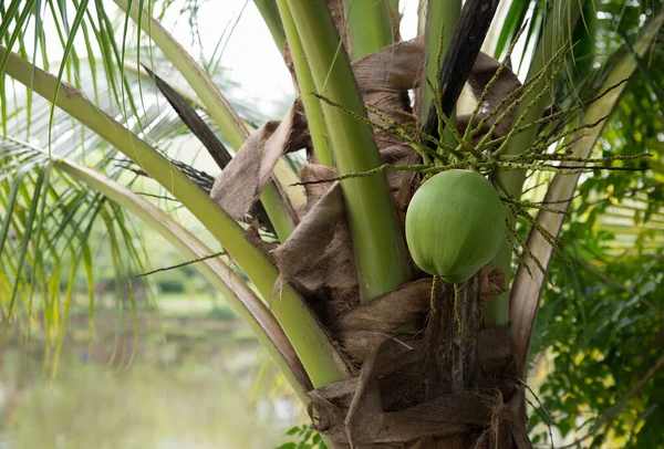 Young green coconut on a palm tree. Coconut plantation, cultivation of coconuts.