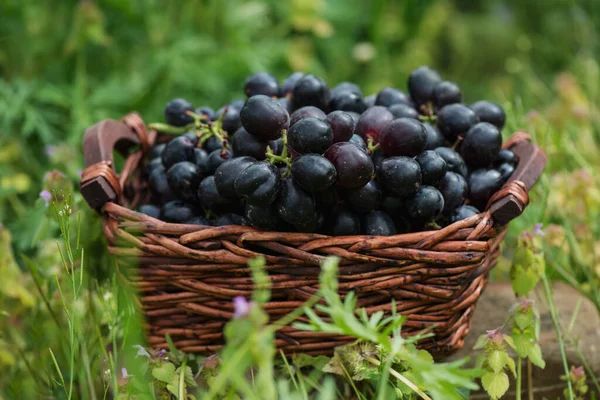 Sekumpulan Anggur Dalam Keranjang Rumput Dengan Latar Belakang Alami Tempat — Stok Foto
