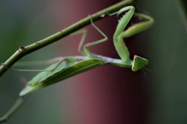 Green Mantis Galho Perto Foco Seletivo Mantodea Mantopter — Fotografia de Stock