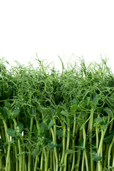 Microgreens Com Gotas Orvalho Brotos Frescos Verdes Ervilhas Plantas Para — Fotografia de Stock