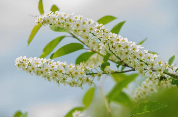 Bird cherry tree flower on spring background. Spring season. Selective focus, close up