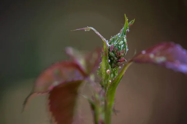 Rose Bud Con Afidi Pianta Colpita Insetto Piante Infette Concetto — Foto Stock