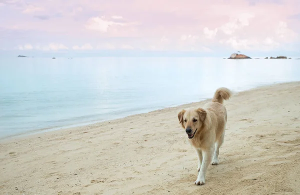 Ein Niedlicher Golden Retriever Spaziert Auf Einer Tropischen Insel Strand — Stockfoto