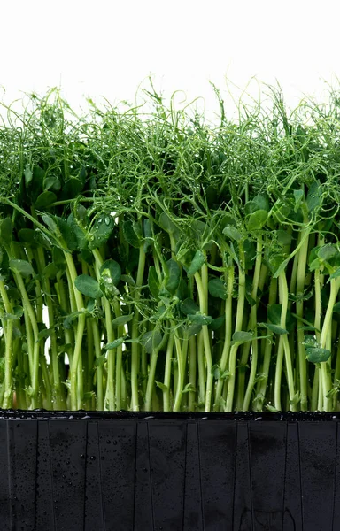 Microgreens Con Gotas Rocío Aislados Blanco Brotes Frescos Verdes Guisantes —  Fotos de Stock