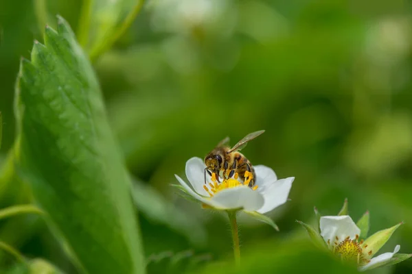 Kwiat Truskawki Pszczołą Wiosenny Sezon Skupienie Selektywne Zbliżenie — Zdjęcie stockowe