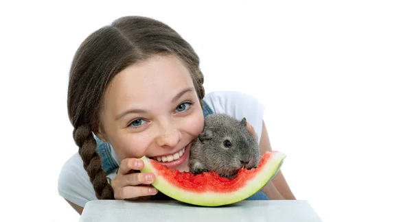 Liten Flicka Som Leker Med Sitt Marsvin Äter Bit Vattenmelon — Stockfoto