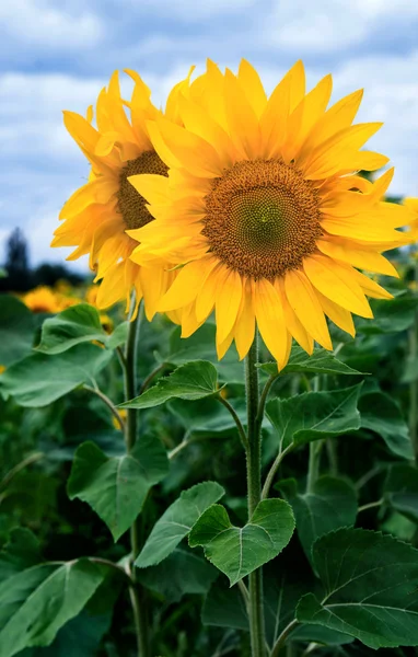 Sunflower field under blue sky — Stock Photo, Image