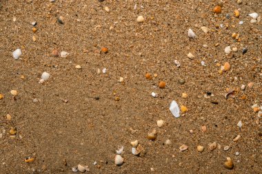 deniz kabuğu arka plan