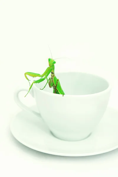 Green Mantis posa su una tazza di vetro trasparente, da vicino, sel — Foto Stock