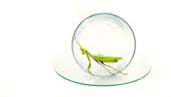 Grüne Gottesanbeterin posiert auf einer durchsichtigen Glasschale, Nahaufnahme, — Stockfoto