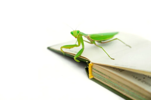 Mantis verde em um livro antigo, close up, foco seletivo. Mantodea — Fotografia de Stock
