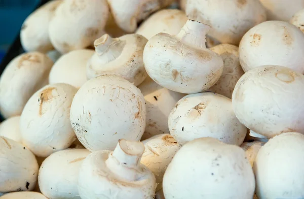 Mushrooms at the farmers market, close up — Stock Photo, Image