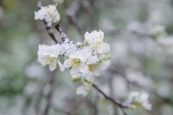 Botões de primavera e flores — Fotografia de Stock