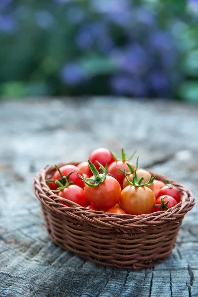 Wiśniowe pomidory w mały kosz — Zdjęcie stockowe