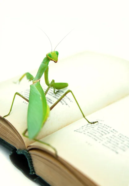 Grüne Gottesanbeterin auf einem alten Buch — Stockfoto