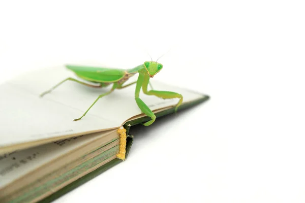 Grüne Gottesanbeterin auf einem alten Buch — Stockfoto