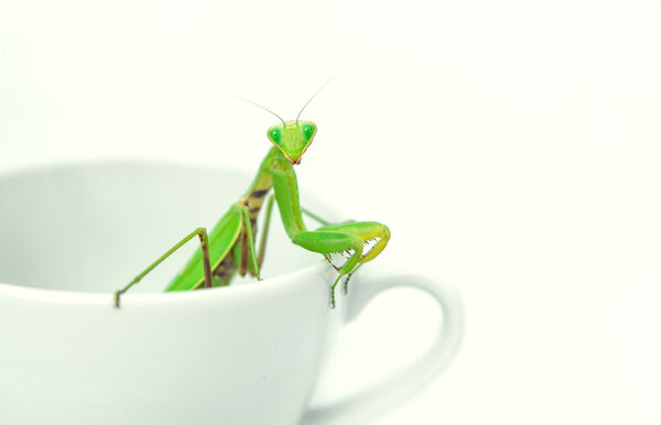 Green Mantis is posing on a white porcelain cup