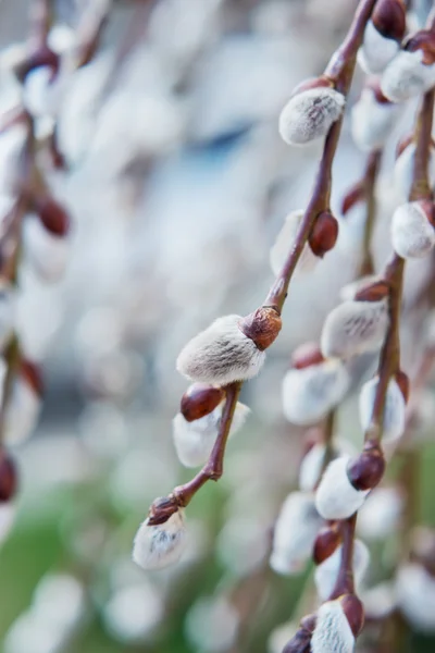 Branche de saule en fleurs — Photo