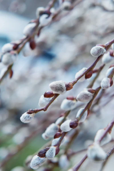 Branche de saule en fleurs — Photo