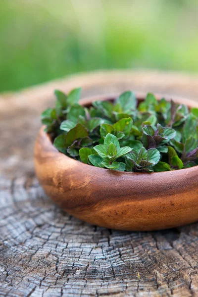 Menta en cesto pequeño —  Fotos de Stock