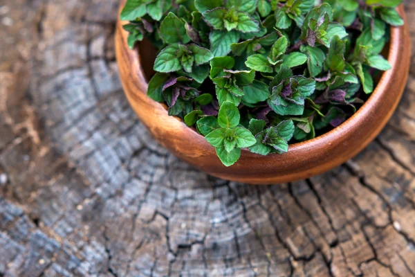 Mint in kleine mand — Stockfoto