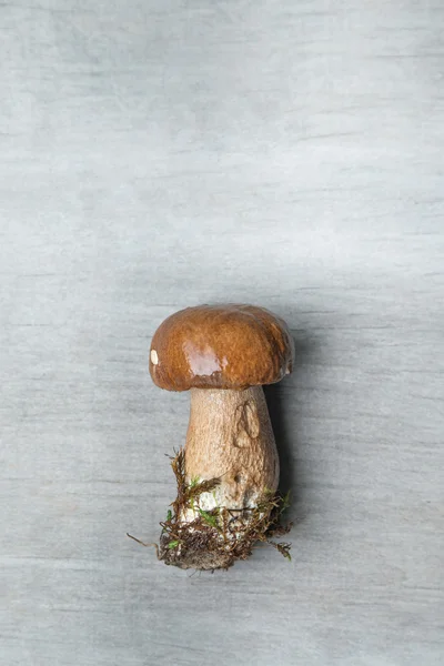 Wild fresh mushroom — Stock Photo, Image