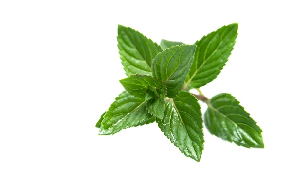 Leaf of mint on white background — Stock Photo, Image