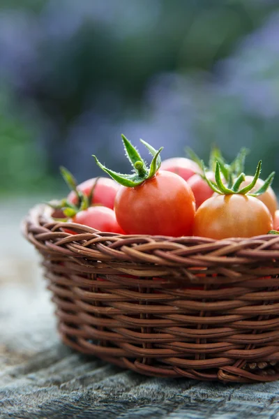 Tomates cereja em uma pequena cesta — Fotografia de Stock