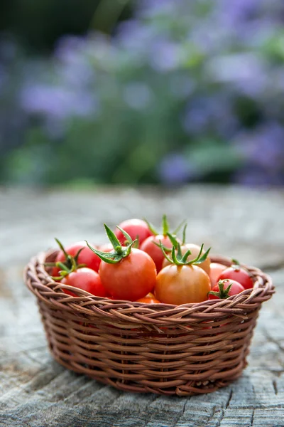 Cherry tomatoes in a small basket — Stock Photo, Image