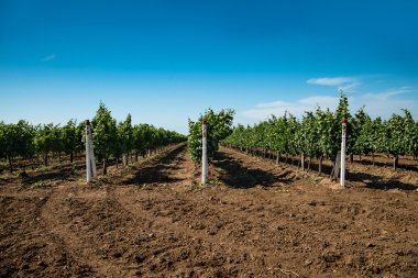 Üzüm, üzüm yetiştirme