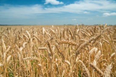 buğday alanında mavi gökyüzü ile kulaklar