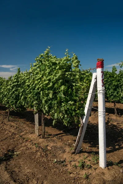 Kebun anggur, perkebunan anggur — Stok Foto
