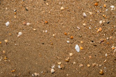 Güzel seashell arka plan