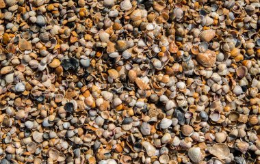 Güzel seashell arka plan