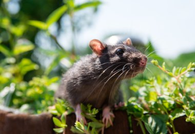 Curious gray rat pet walks clipart