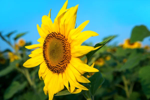 Sunflower field under blue sky — Stock Photo, Image