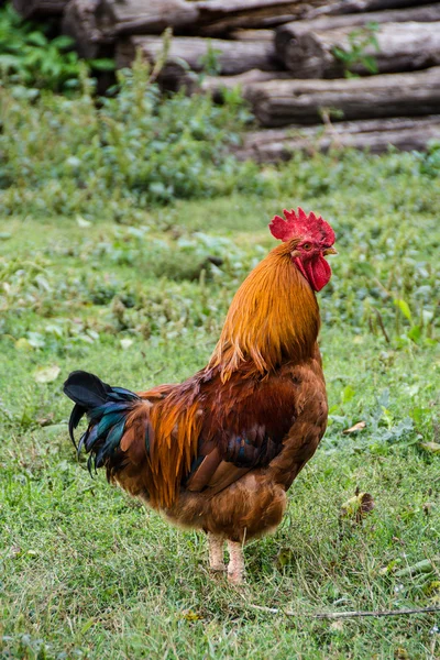 Libre gama polla y gallinas — Foto de Stock