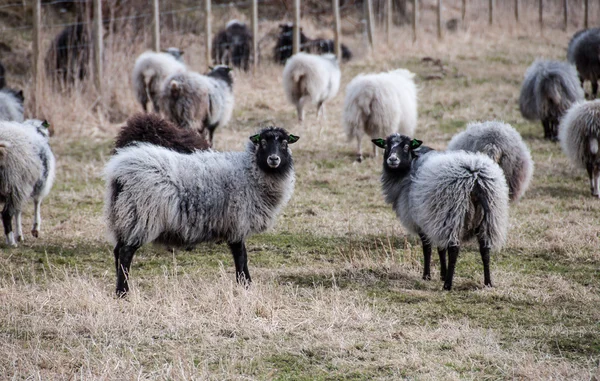 Állomány a birkák a farm — Stock Fotó