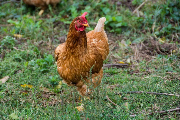 Libre gama polla y gallinas —  Fotos de Stock