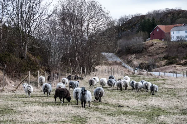 羊の群れを歩く — ストック写真