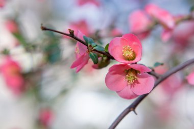 Bahar pembe çiçekler arka plan.