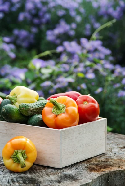 Wooden box with fresh vegetables — Stock Photo, Image
