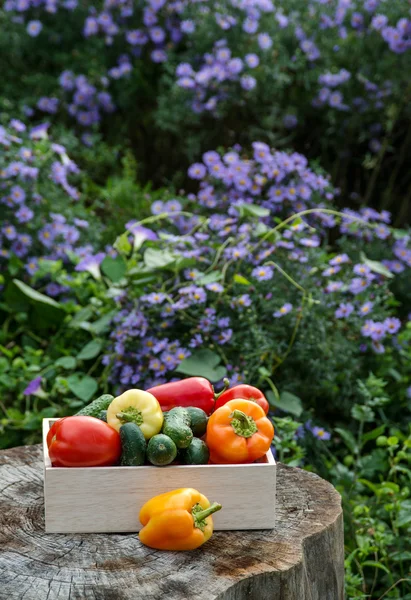 Wooden box with fresh vegetables — Stock Photo, Image