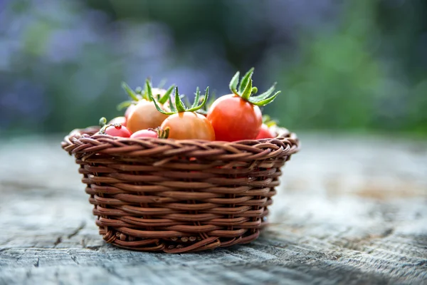 Tomates cereja em uma pequena cesta — Fotografia de Stock