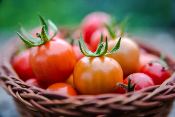 Cherry tomatoes in a small basket — Stock Photo, Image