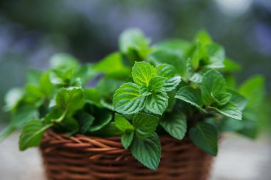 Doğal ahşap zemin üzerine küçük sepet içinde nane