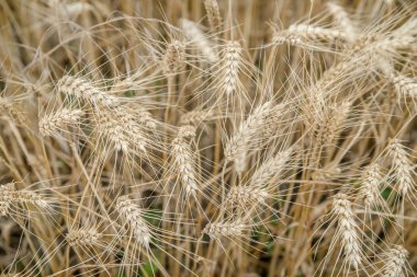 Çavdar Tarlasında Kulaklar 